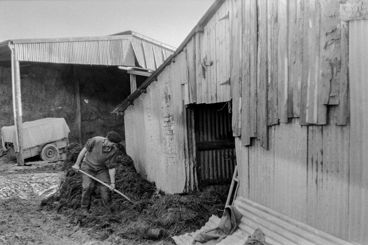 Ivor Bourne mucking out corrugated iron sheds in a farmyard at Mill Road Farm, Beaford. Hay bales in a corrugated iron barn can be seen in the background. The farm was also known as Jeffrys.