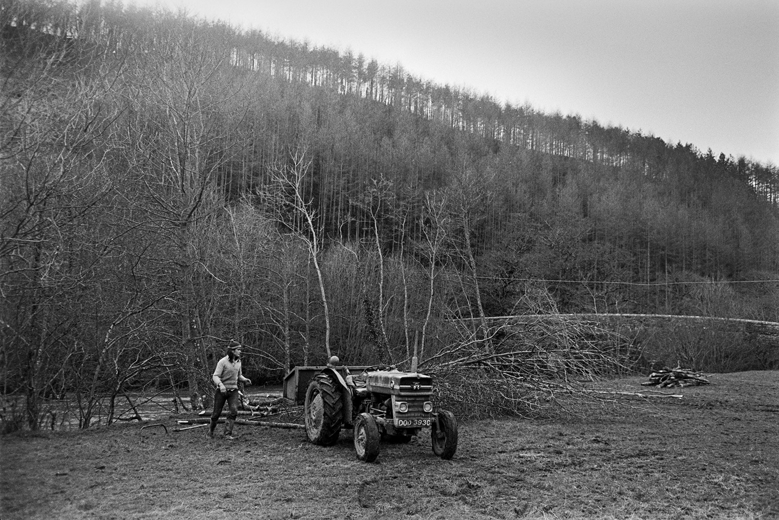 Derek Bright using a tractor and link box to transport felled trees in a field by the River Torridge at Mill Road Farm, Beaford. Beaford Bridge is visible in the background by woodland. The farm was also known as Jeffrys.