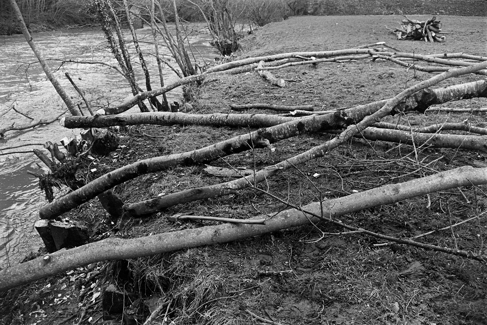 Felled trees lying on the river bank of the River Torridge in a field at Mill Road Farm, near Beaford Bridge. The river is running past the field. The farm was also known as Jeffrys.