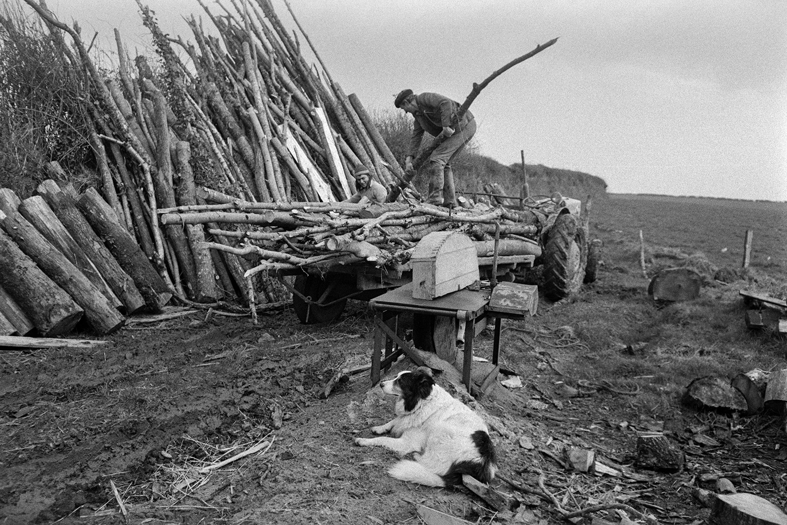 Derek Bright and Ivor Bourne unloading logs from a trailer and piling them against a hedge in a field at Mill Road Farm, Beaford. A circular saw is visible in the foreground and a dog is sat watching them. The farm was also known as Jeffrys.