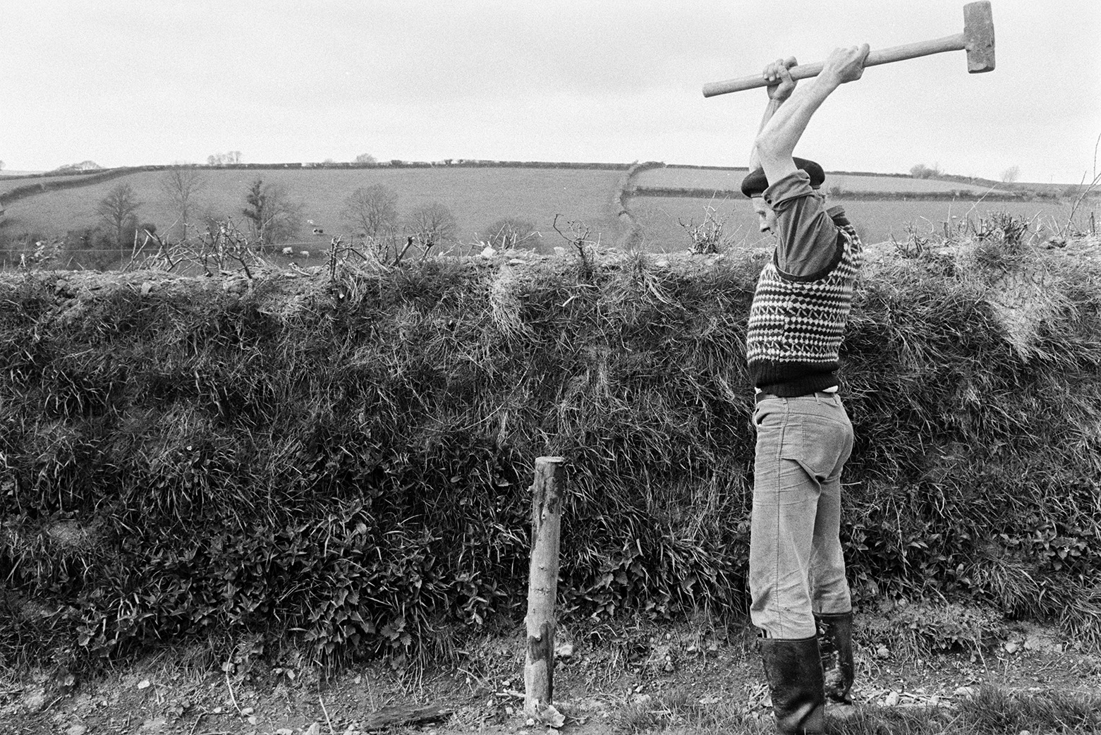 Ivor Bourne using a hammer to knock in fence posts by a hedge in a field at Mill Road Farm, Beaford. The farm was also known as Jeffrys.