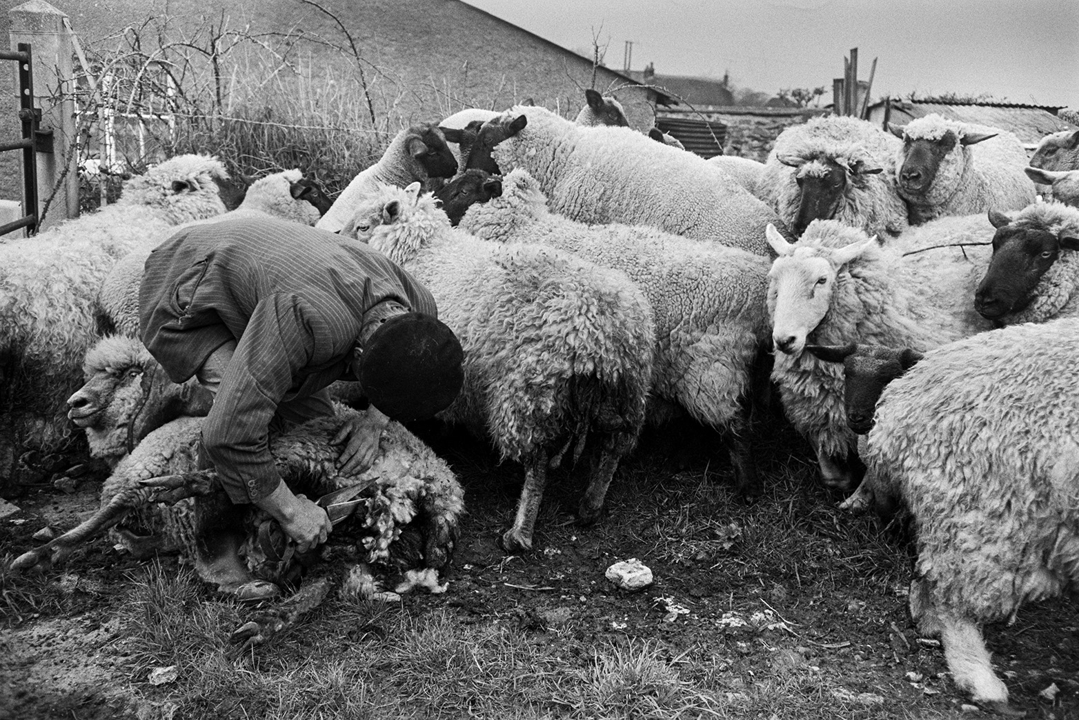 Ivor Bourne docking sheep by trimming wool around their bottoms, in a field at Mill Road Farm, Beaford. Farm buildings can be seen in the background. The farm was also known as Jeffrys.