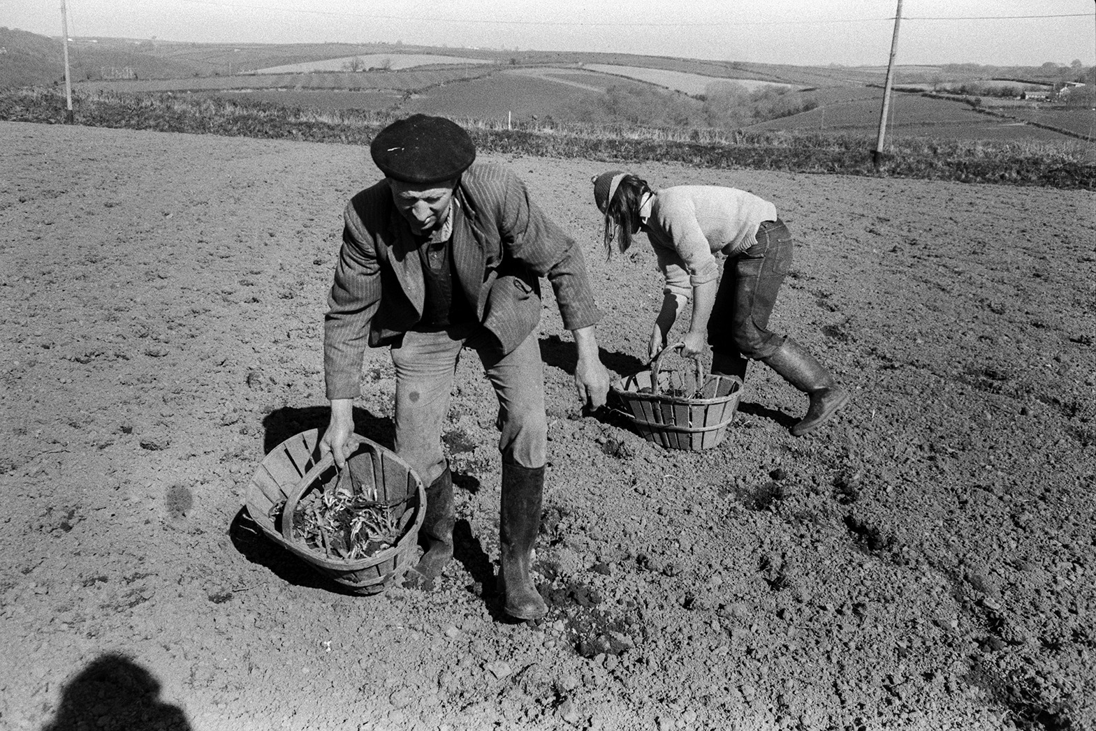 Derek Bright and Ivor Bourne clearing roots from a potato field after it had been ploughed at Mill Road Farm, Beaford. They are putting the roots into wooden baskets. The farm was also known as Jeffrys.
