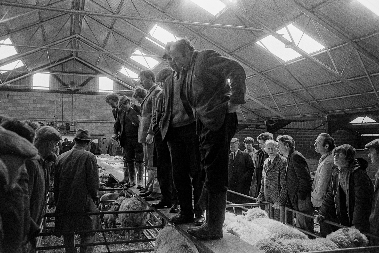 Hatherleigh Market. Men stood on boards above sheep pens looking at the livestock below.