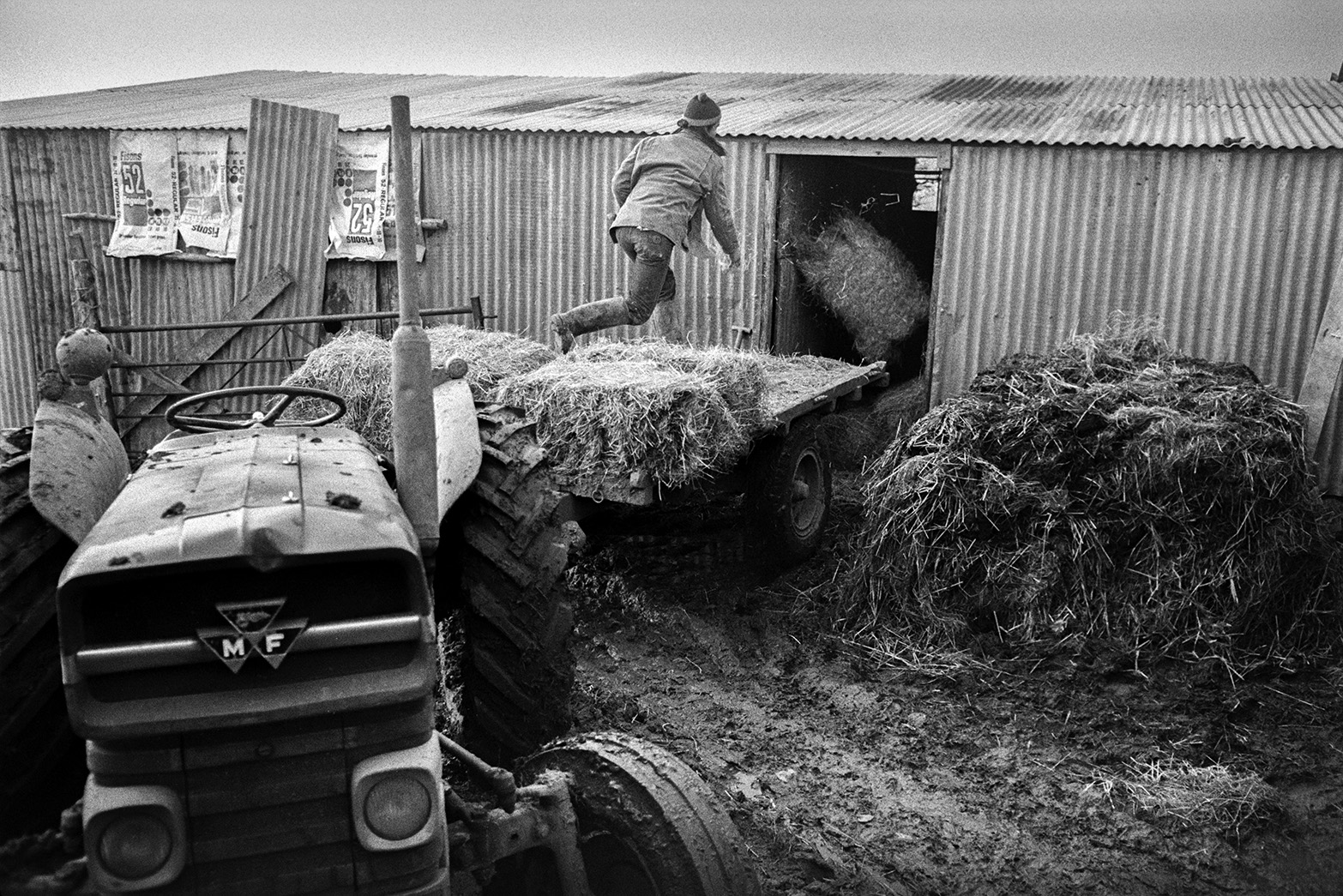 Derek Bright unloading hay bales from a trailer and putting them into a corrugated iron barn at Mill Road Farm, Beaford. He is throwing a bale into an open door. A muck heap is next to the barn and plastic sacks can be seen hanging up against the barn. The farm was also known as Jeffrys.