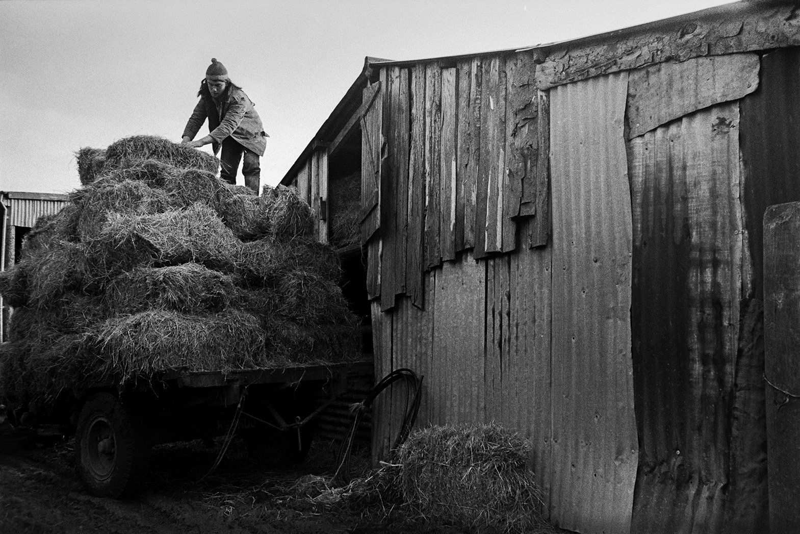 Derek Bright unloading hay bales from a trailer and putting them into a corrugated iron barn at Mill Road Farm, Beaford. The farm was also known as Jeffrys.