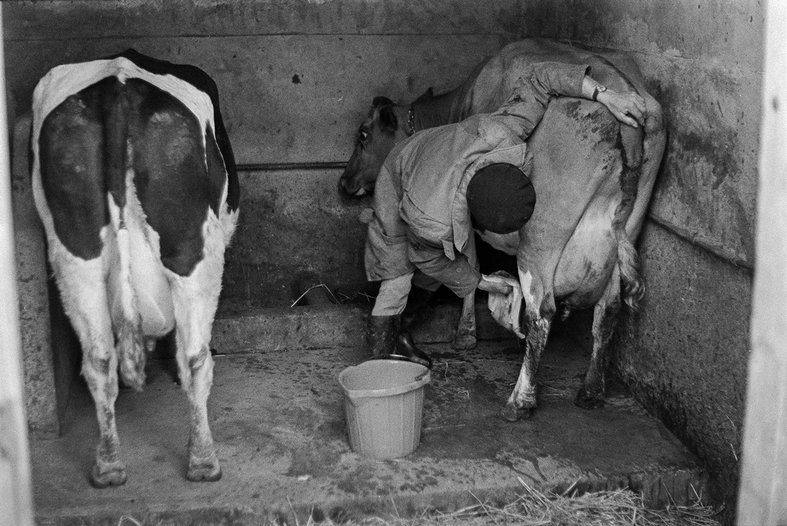 Ivor Bourne wiping a cow's udders in a milking shed at Mill Road Farm, Beaford. The farm was also known as Jeffrys.