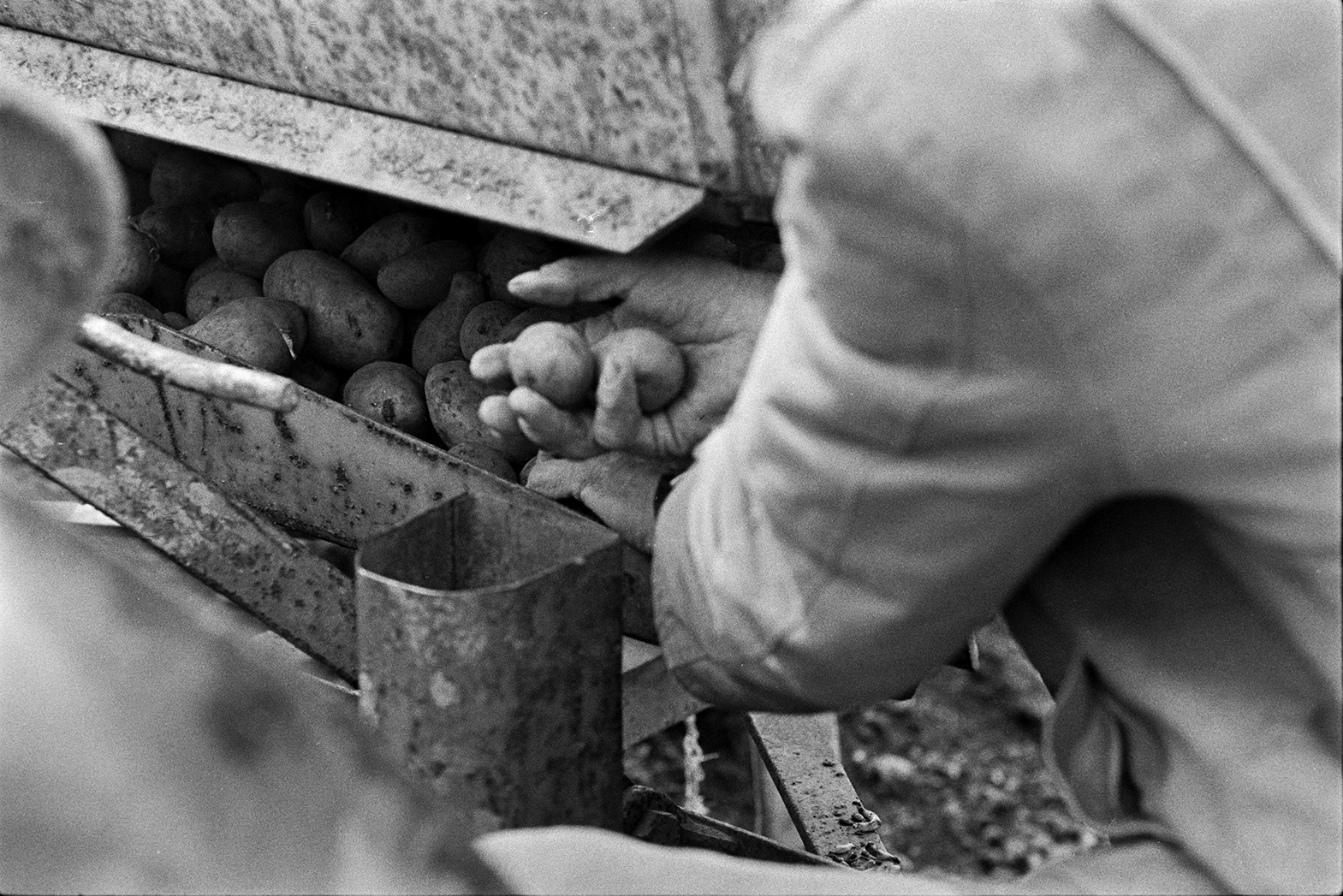 A person putting seed potatoes into a potato tiller, in a field at Mill Road Farm, Beaford. The farm was also known as Jeffrys.