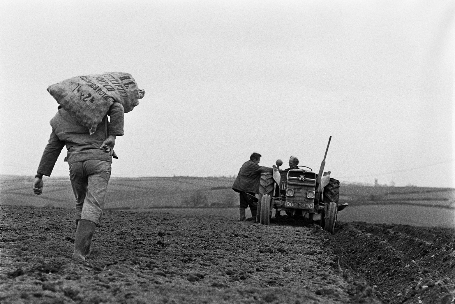 A person, possibly Ivor Bourne, carrying a sack of seed potatoes to be put into a potato tiller attached to a tractor, in a field at Mill Road Farm, Beaford. Two men are stood by the tractor. The farm was also known as Jeffrys.