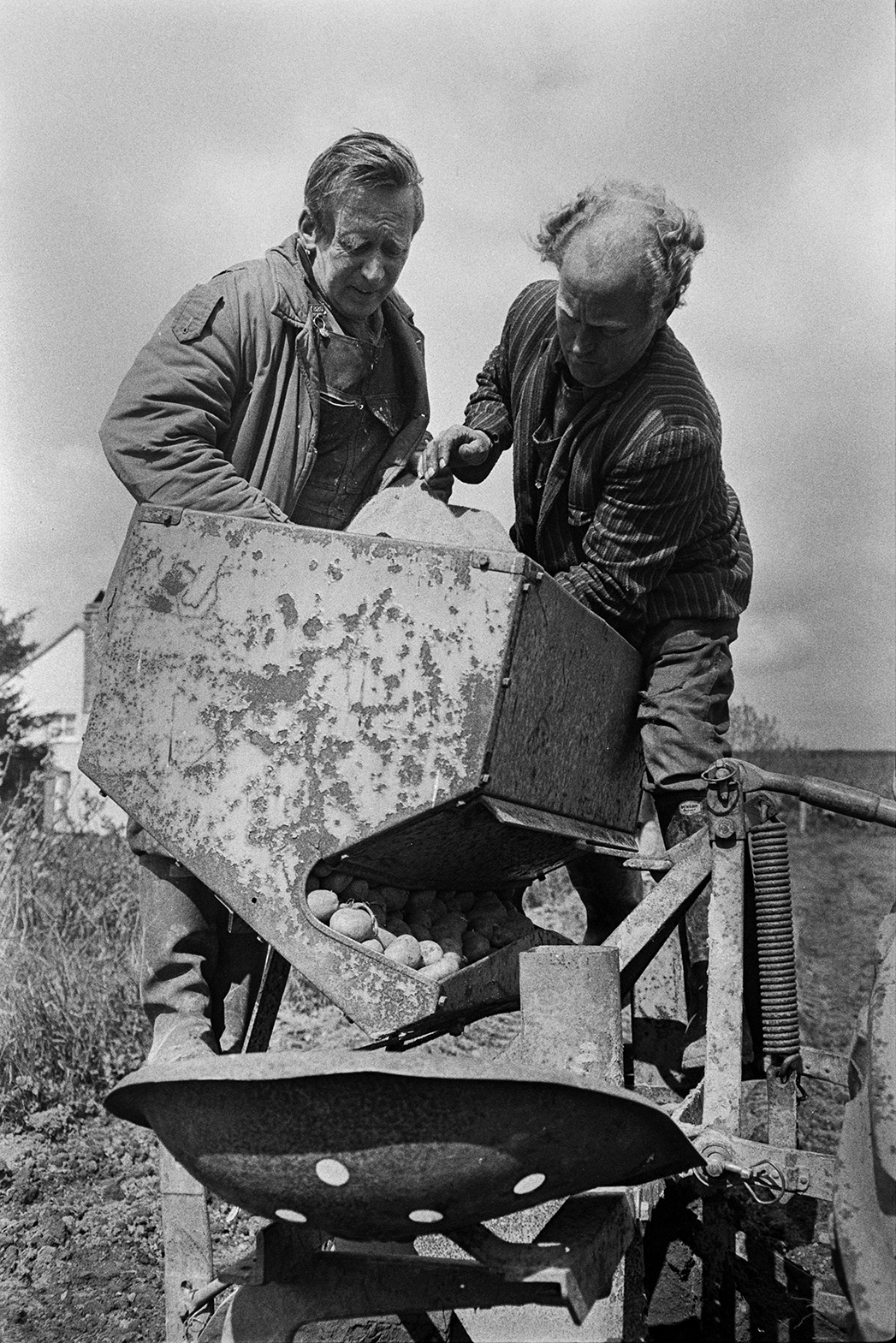 Two men loading a potato tiller with seed potatoes for planting in a field at Beaford.