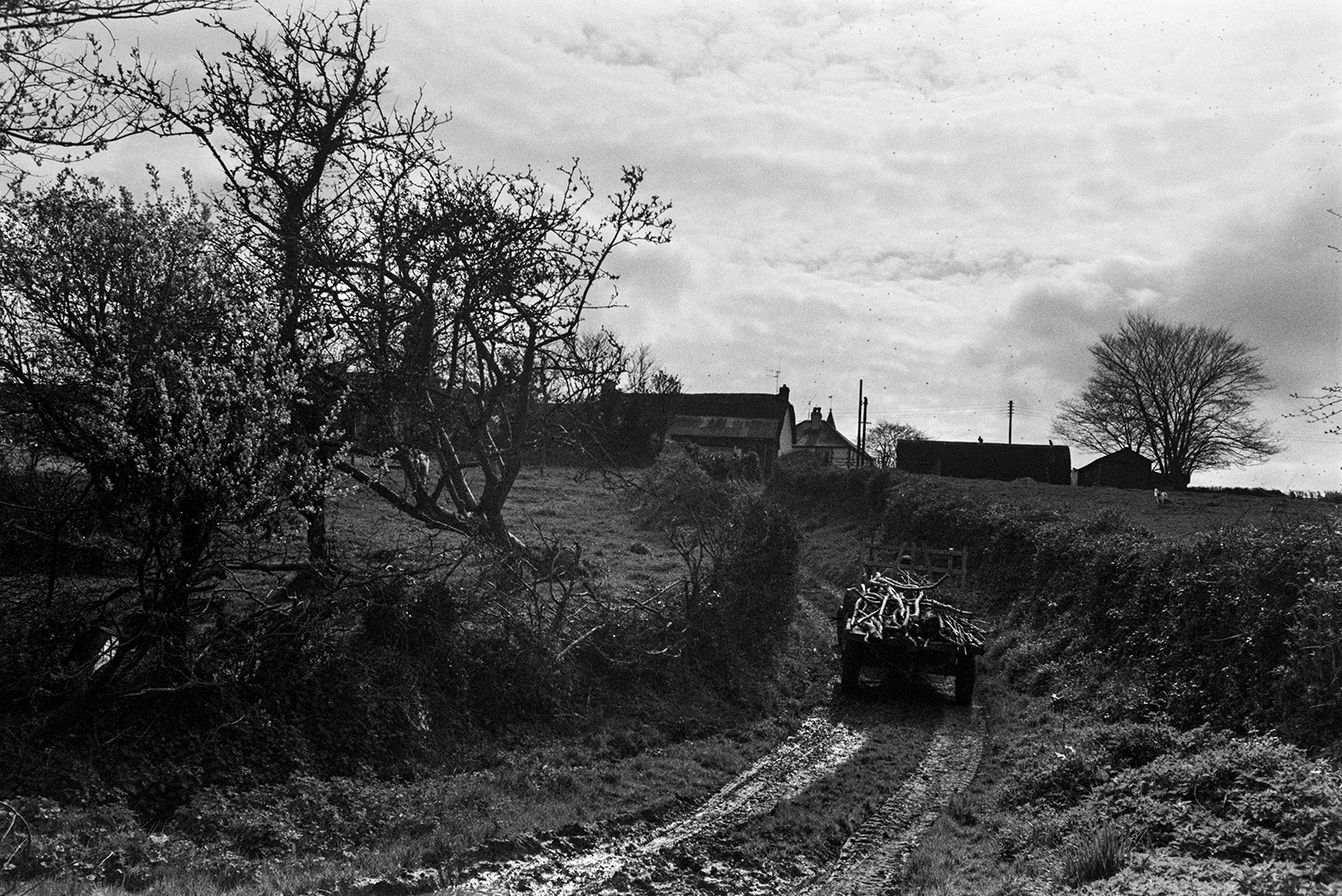 A person driving a tractor and trailer loaded with logs down a muddy lane in Beaford. Farm buildings can be seen in the background.