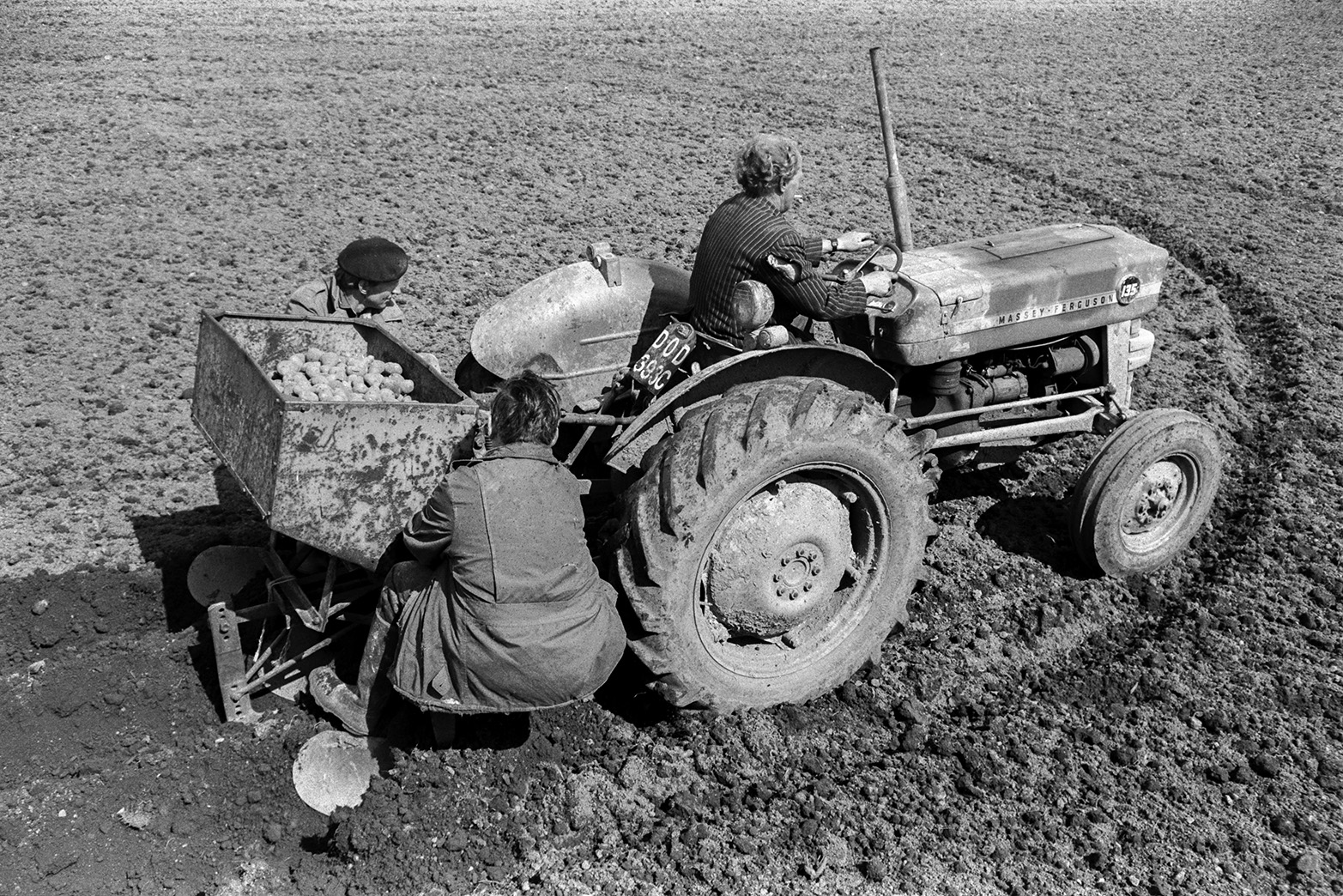 Three men planting seed potatoes using a potato tiller attached to a tractor, in a field at Mill Road Farm, Beaford. Ivor Bourne is sat on the far side of the tiller. The farm was also known as Jeffrys.
