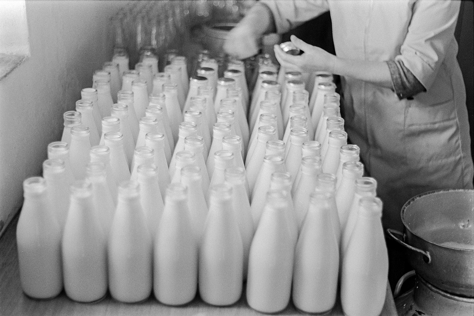 A woman fixing caps to full milk bottles in a dairy at Mill Road Farm, Beaford. The farm was also known as Jeffrys.