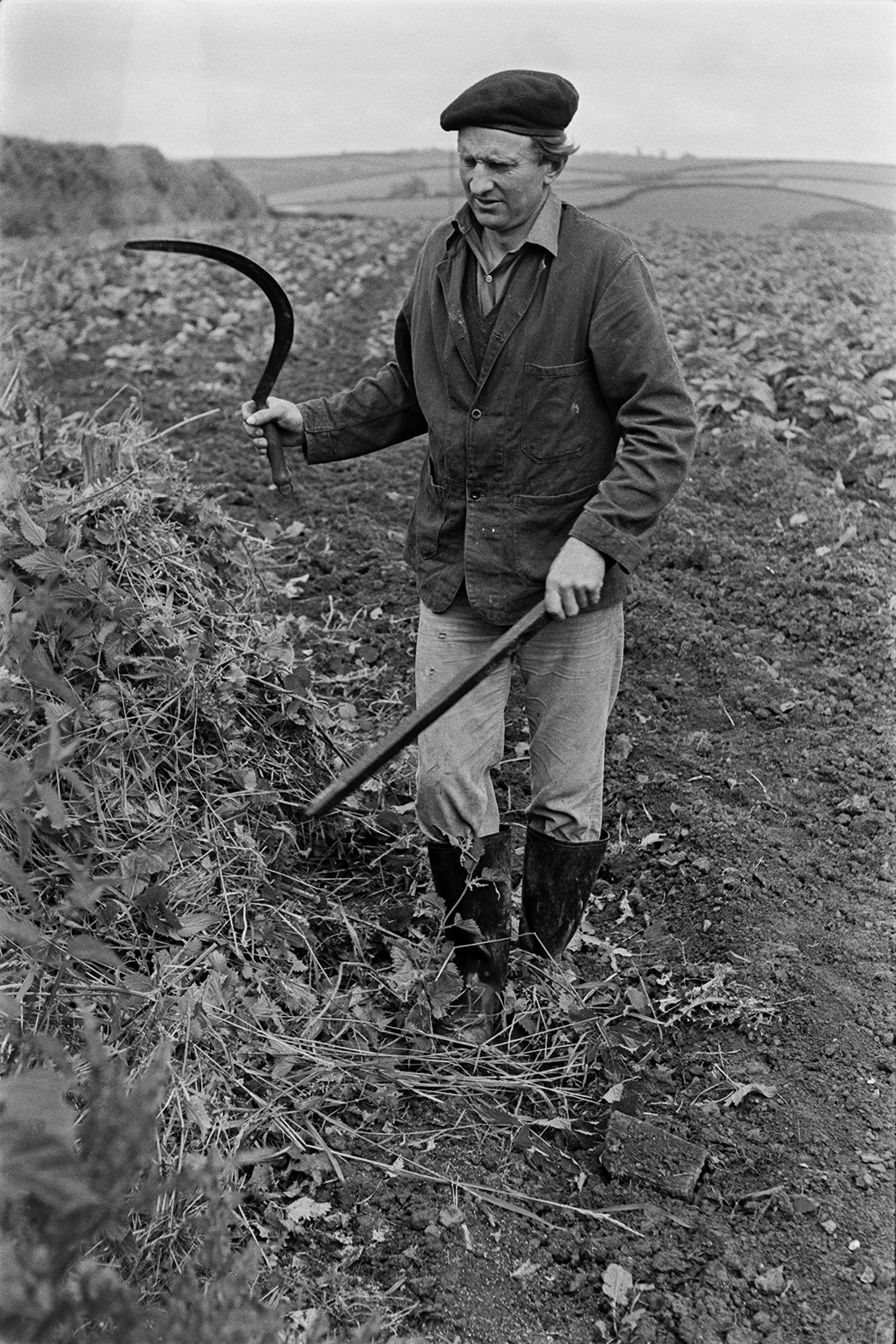 Ivor Bourne using a sickle to trim hedgerows to prevent weeds spreading to a potato crop in the field behind him, at Mill Road Farm, Beaford. The farm was also known as Jeffrys.