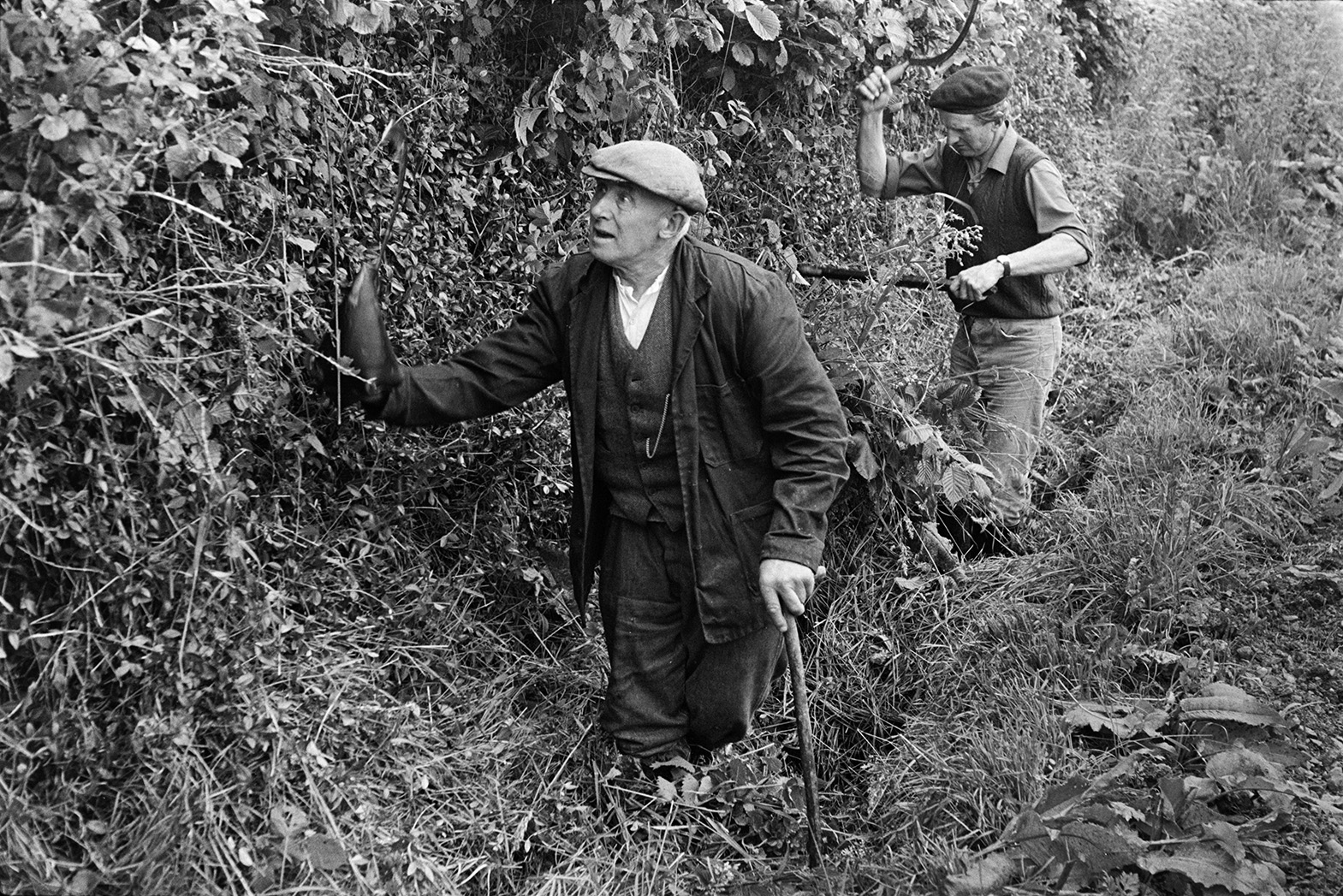 Ivor Bourne using a sickle to trim hedgerows to prevent weeds spreading to a potato crop at Mill Road Farm, Beaford. Tom Hooper is looking at the hedgerow in the foreground. The farm was also known as Jeffrys.