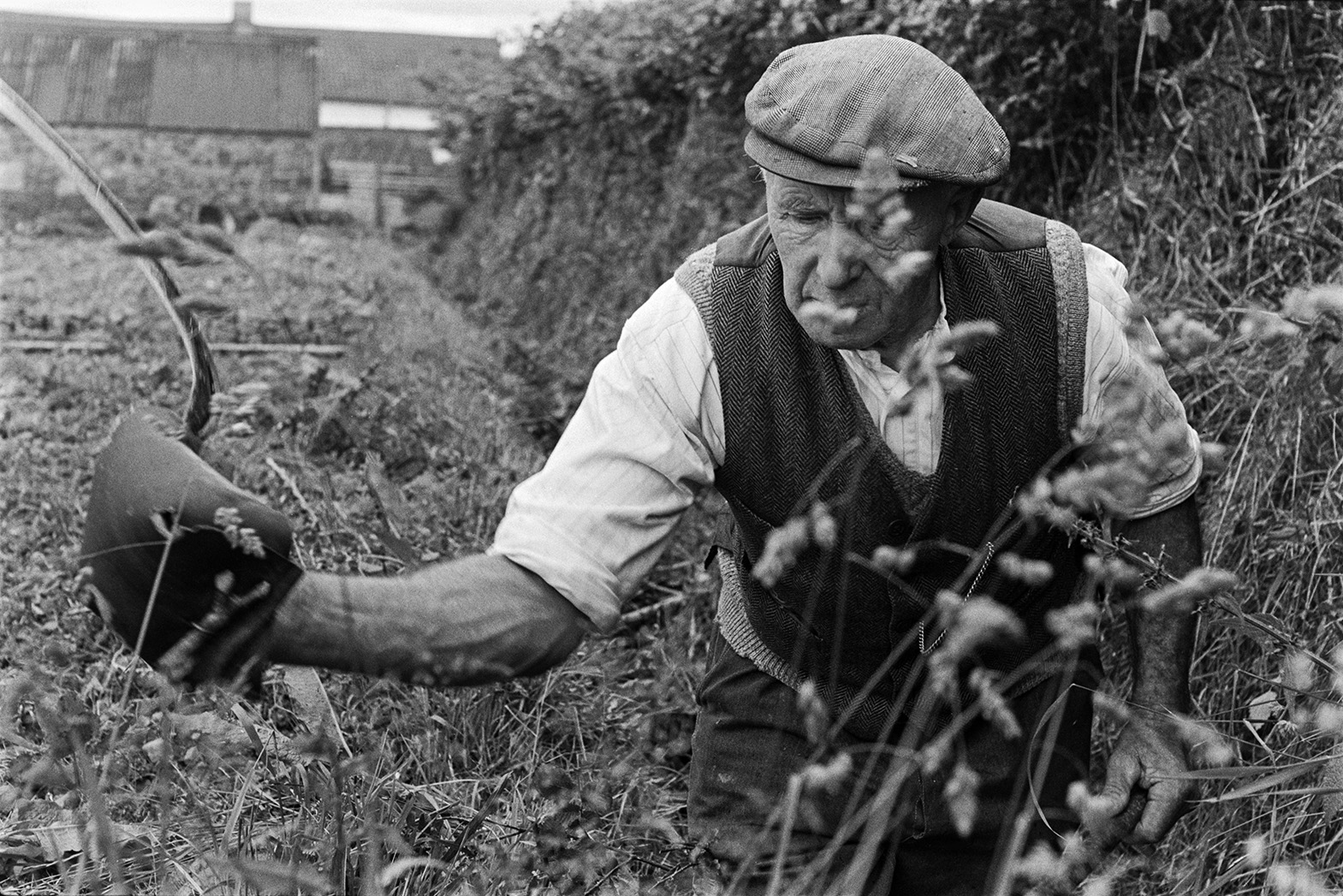 Tom Hooper using a sickle to trim hedgerows to prevent weeds spreading to a potato crop in a field at Mill Road Farm, Beaford. Farm buildings can be seen in the background. The farm was also known as Jeffrys.