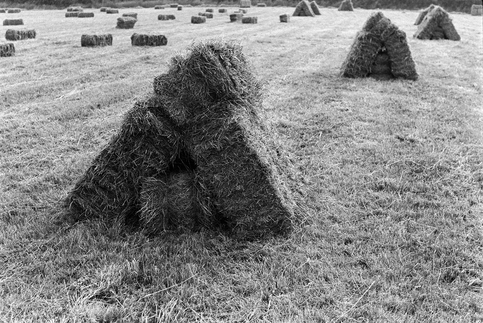 Stacks of hay bales in a field at Mill Road Farm, Beaford. The farm was also known as Jeffrys.