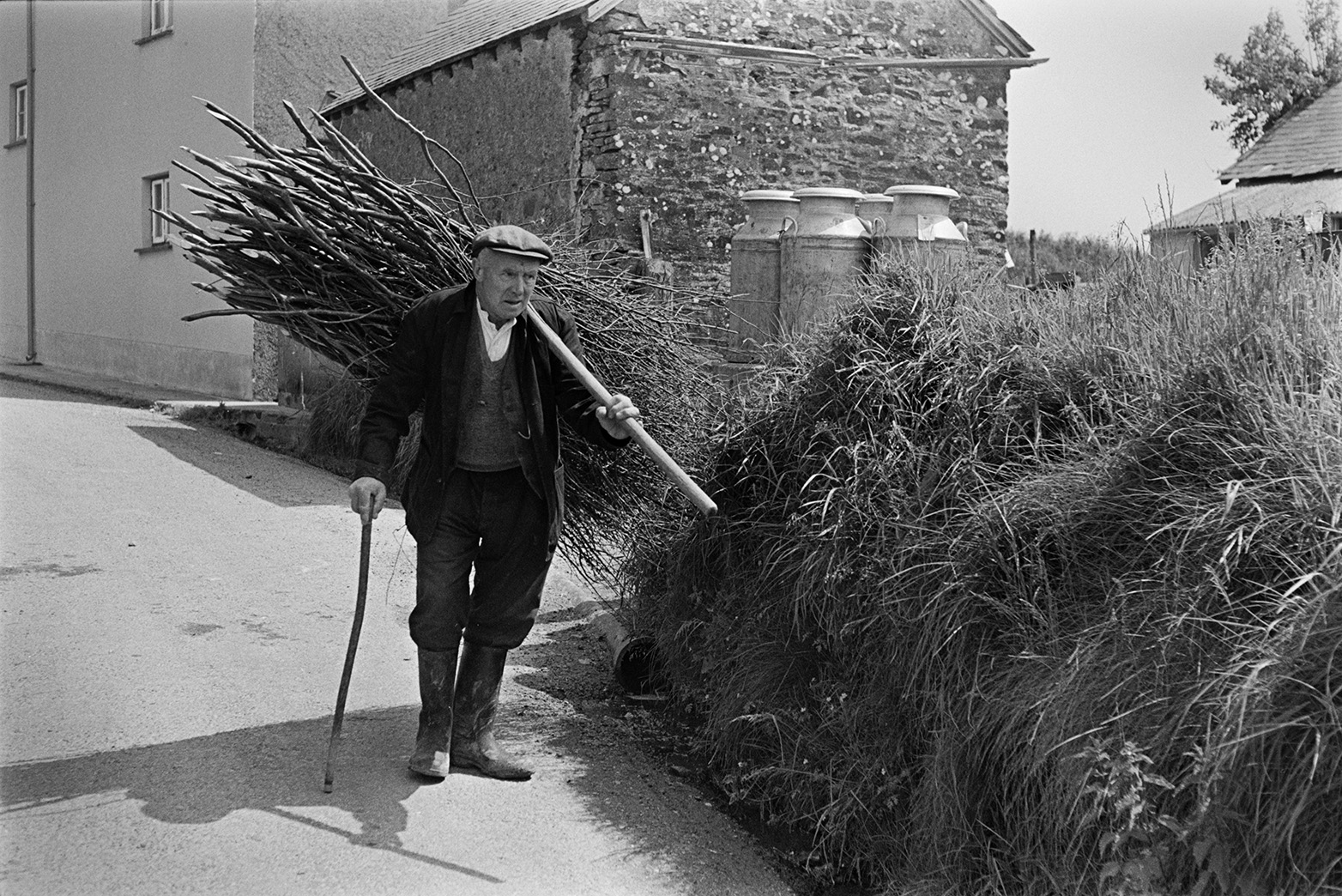Tom Hooper carrying a bundle of pea sticks on his back and walking down a lane to a field in Beaford. He is using a walking stick. Farm buildings and four milk churns on a stand can be seen in the background.