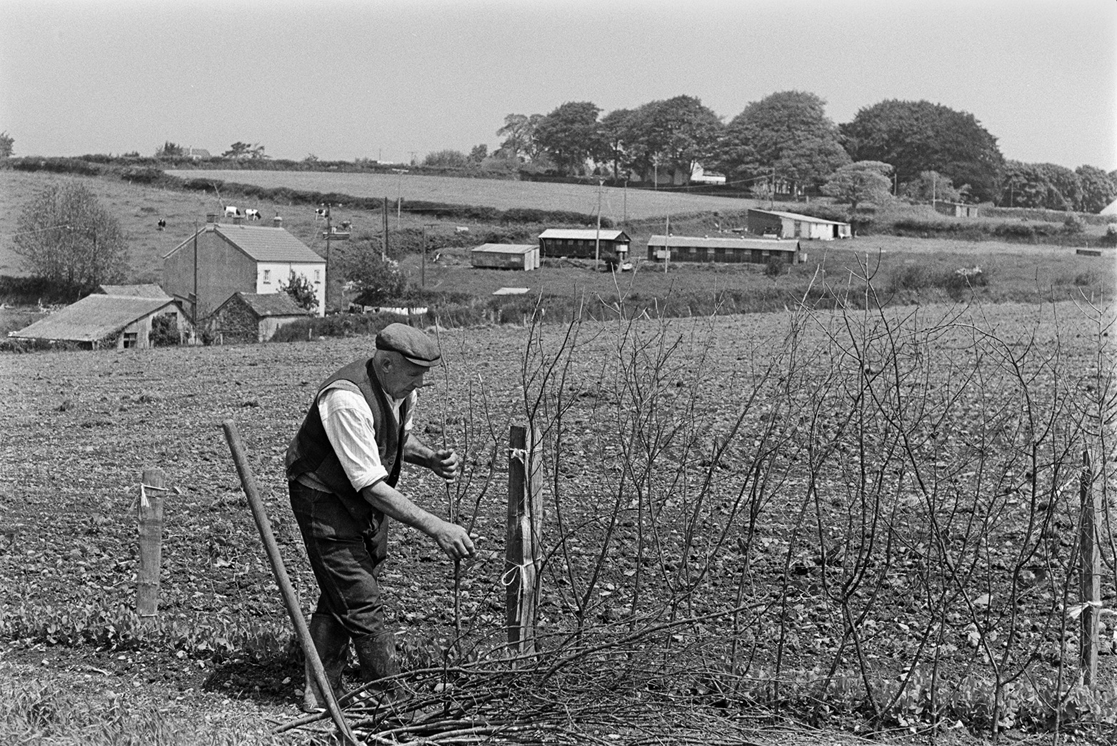 Tom Hooper putting pea sticks into the ground for a pea crop in a field at Beaford. Farm buildings can be seen in the background.