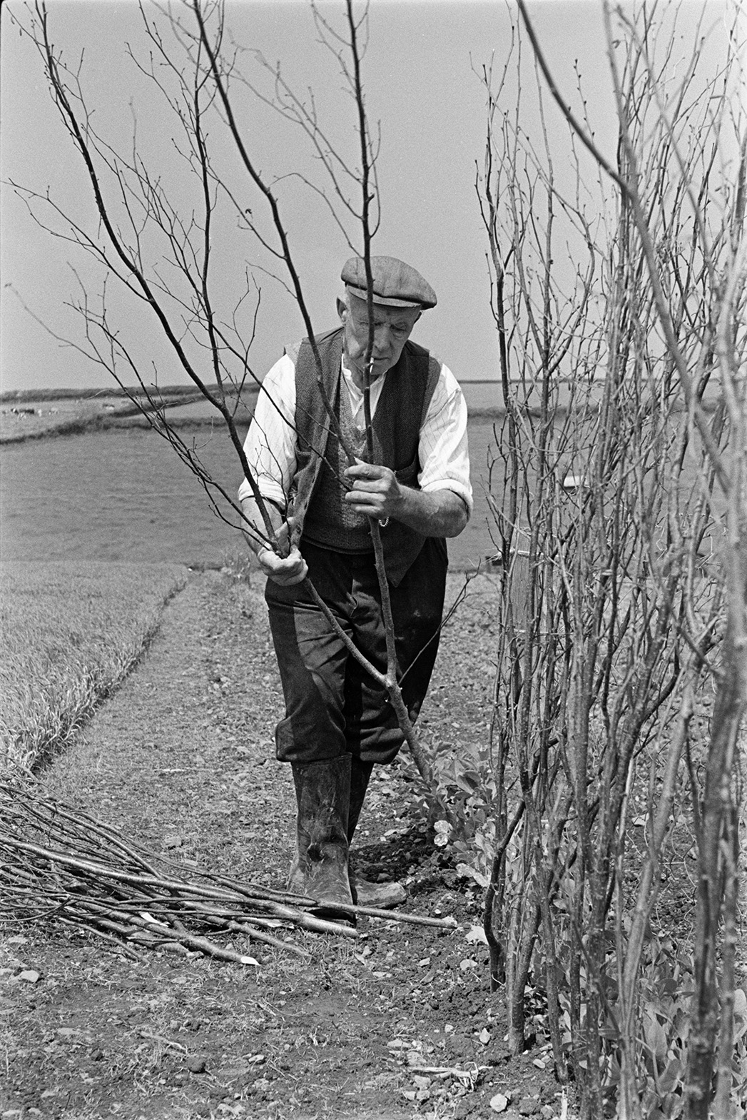 Tom Hooper putting pea sticks into the ground for a pea crop in a field a Beaford.