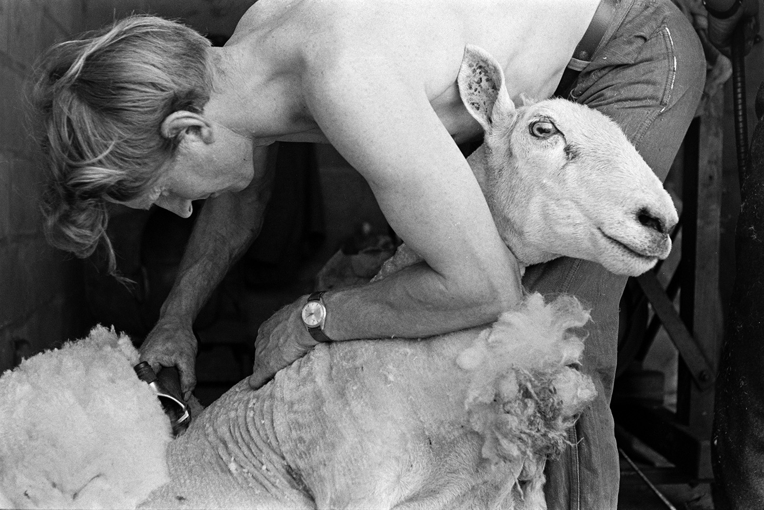 Ivor Bourne shearing a sheep in a barn at Mill Road Farm, Beaford, using a shearing machine. The farm was also known as Jeffrys.