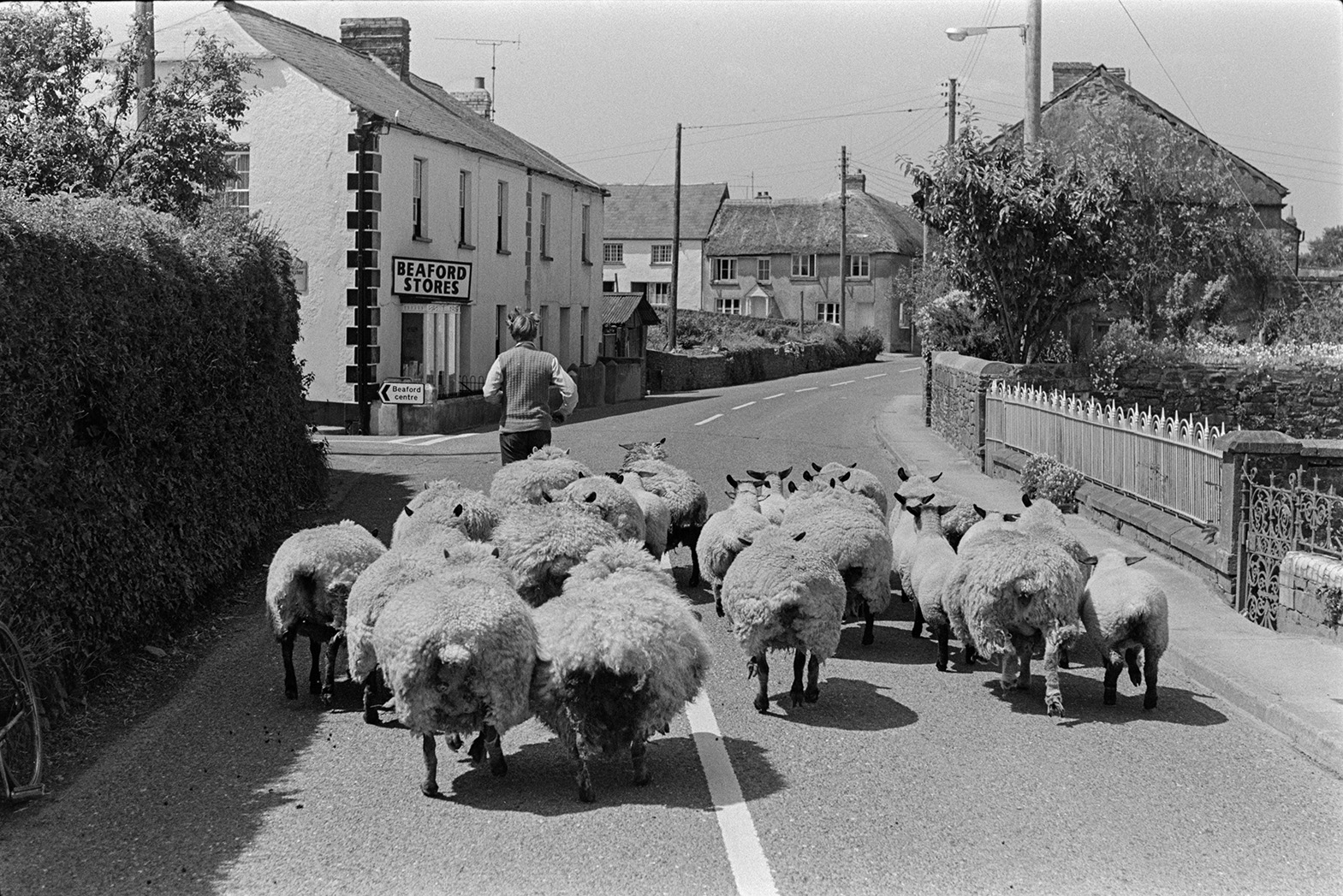 Ivor Bourne leading a small flock of sheep through street a street in Beaford, past the shop front of Beaford Stores.