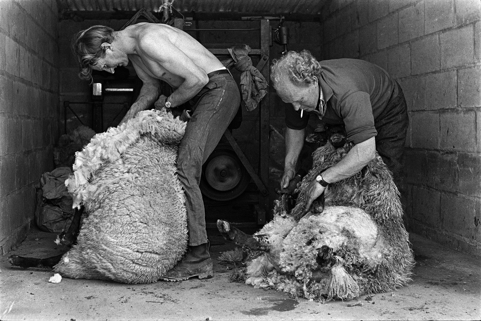 Ivor Bourne and another man shearing sheep, using a shearing machine, in a barn at Mill Road Farm, Beaford. The farm was also known as Jeffrys.
