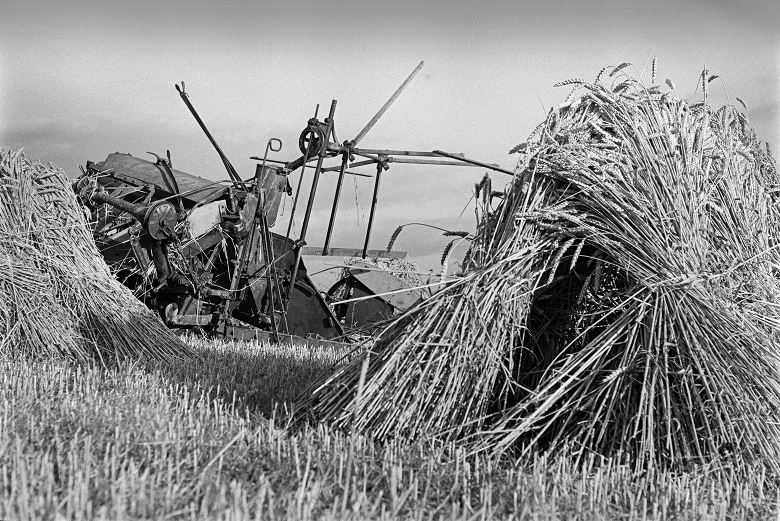 Stooks of corn or wheat in a field at Mill Road Farm, Beaford, with part of an old farm machine, possibly a winnowing machine, visible in the background. The farm was also known as Jeffrys.