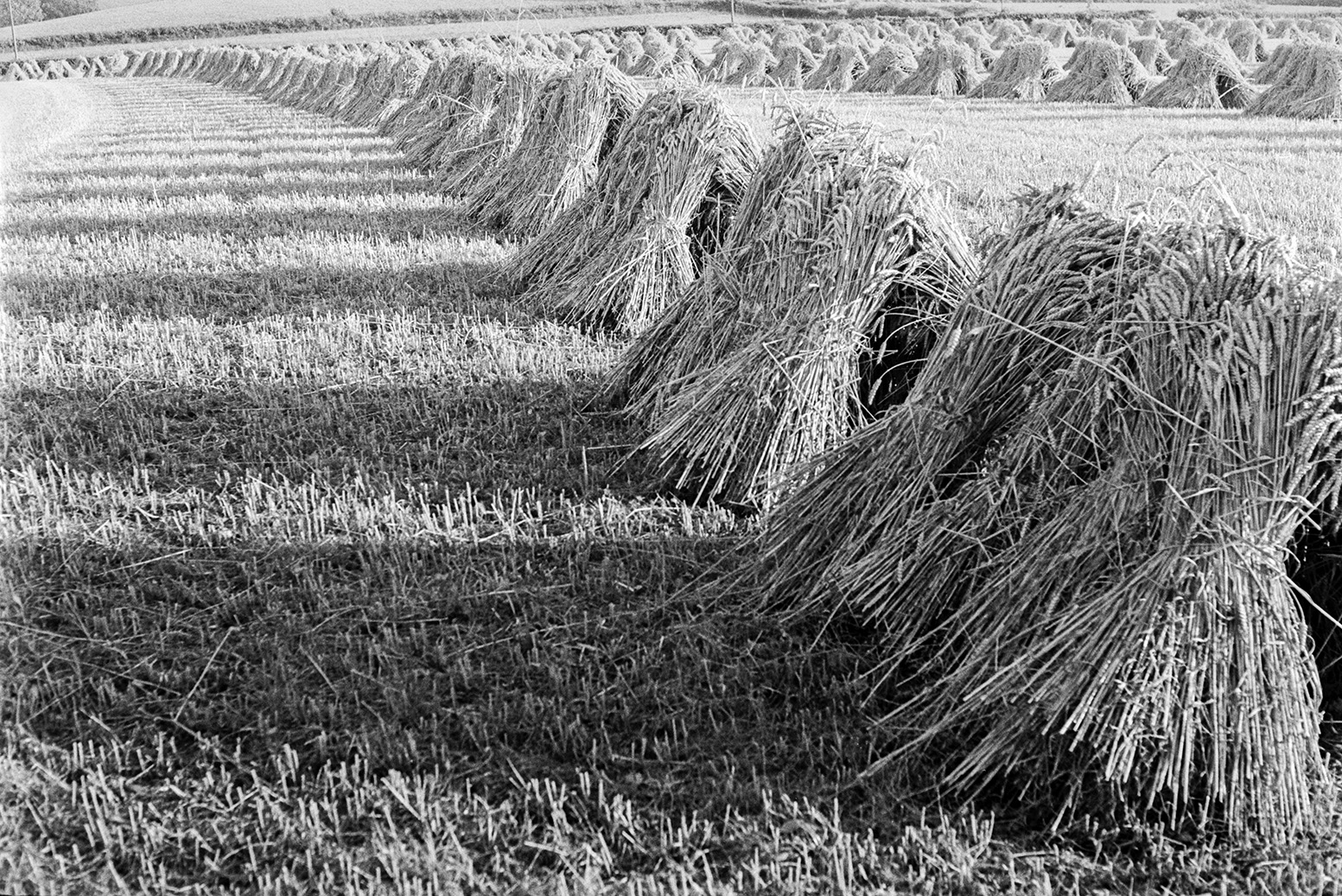 Stooks of corn or wheat in a field at Mill Road Farm, Beaford. The farm was also known as Jeffrys.