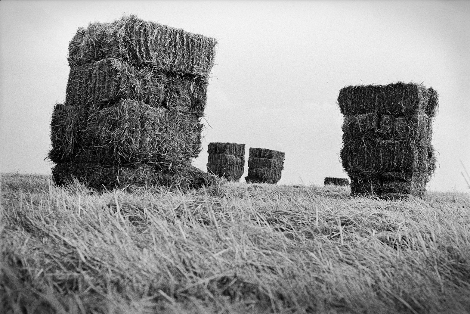 Stacks of hay bales in a field at Mill Road Farm, Beaford. The farm was also known as Jeffrys.
