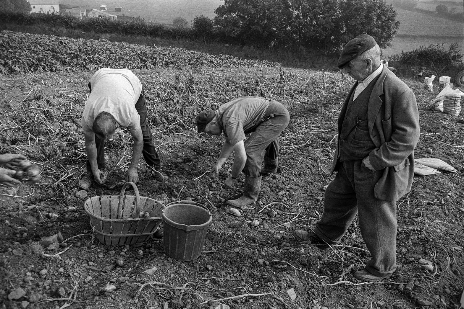 Men harvesting a potato crop and bagging up potatoes by hand, in a field at Mill Road Farm, Beaford. They are filling a trug in the foreground. The farm was also known as Jeffrys.