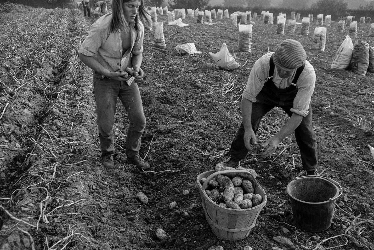 Derek Bright, on the left, and other men harvesting a potato crop in a field at Mill Road Farm, Beaford. They are filling a trug in the foreground, and sacks of potatoes can be seen in the background. The farm was also known as Jeffrys.