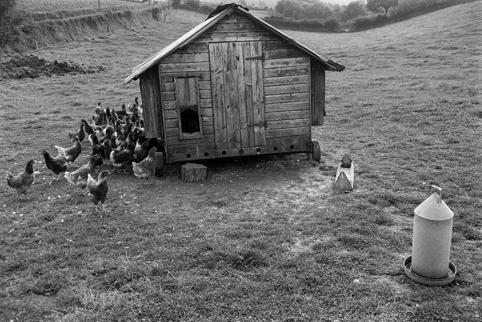 A wooden chicken coop with chickens outside, in a field at Mill Road Farm, Beaford. Feeders for the chickens are outside the coop. The farm was also known as Jeffrys.