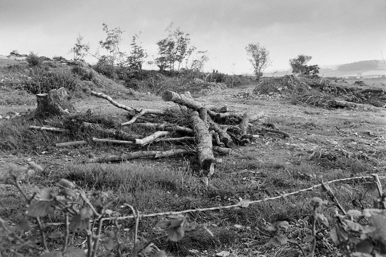 A pile of logs in a field at Mill Road Farm, Beaford with tree stumps, a hedgerow, and a barbed wire fence in the foreground. The farm was also known as Jeffrys.
