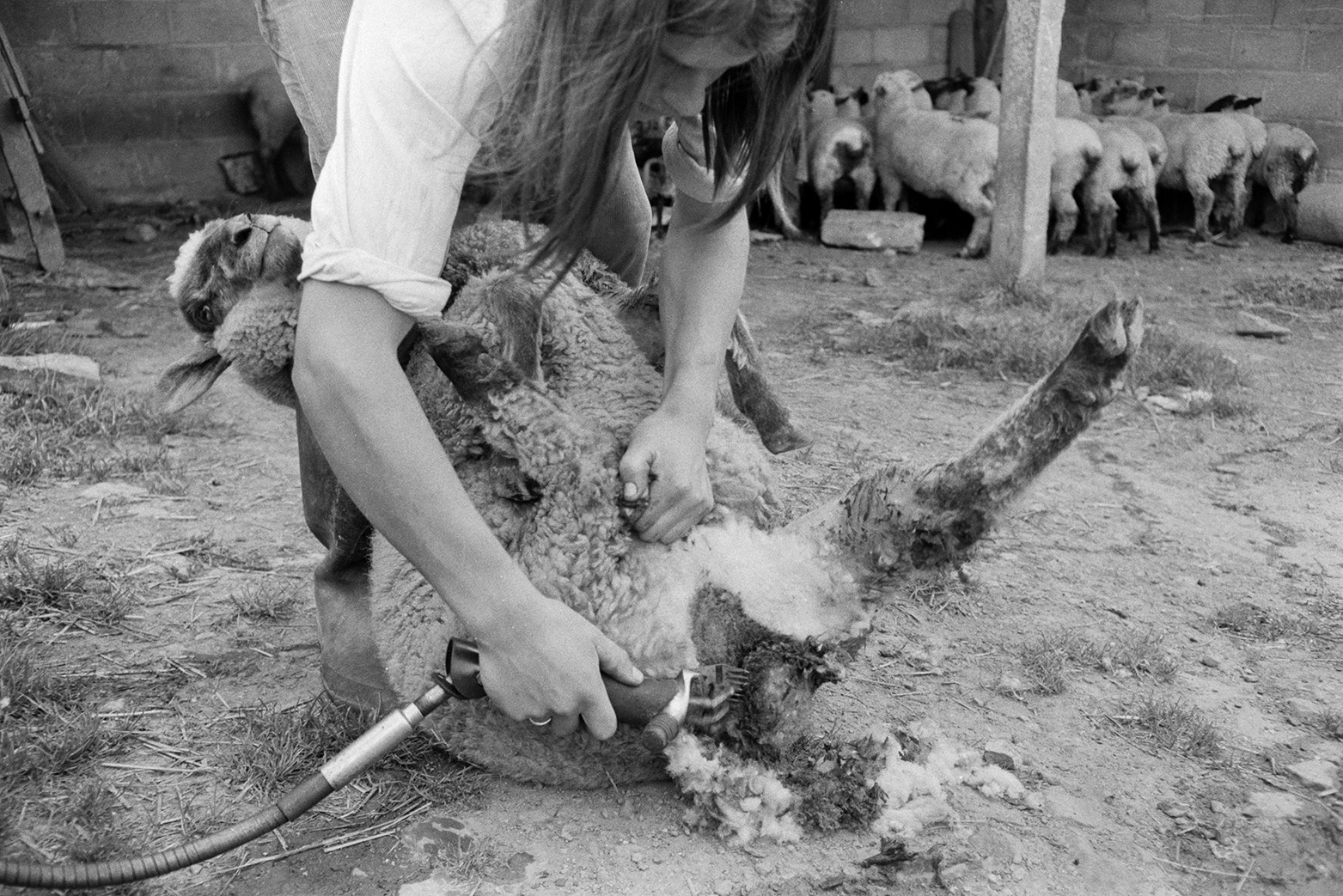 Derek Bright docking sheep by clearing grass and matted wool from their bottoms using a shearing machine, in the farmyard at Mill Road Farm, Beaford. Other sheep can be seen in the background. The farm was also known as Jeffrys.