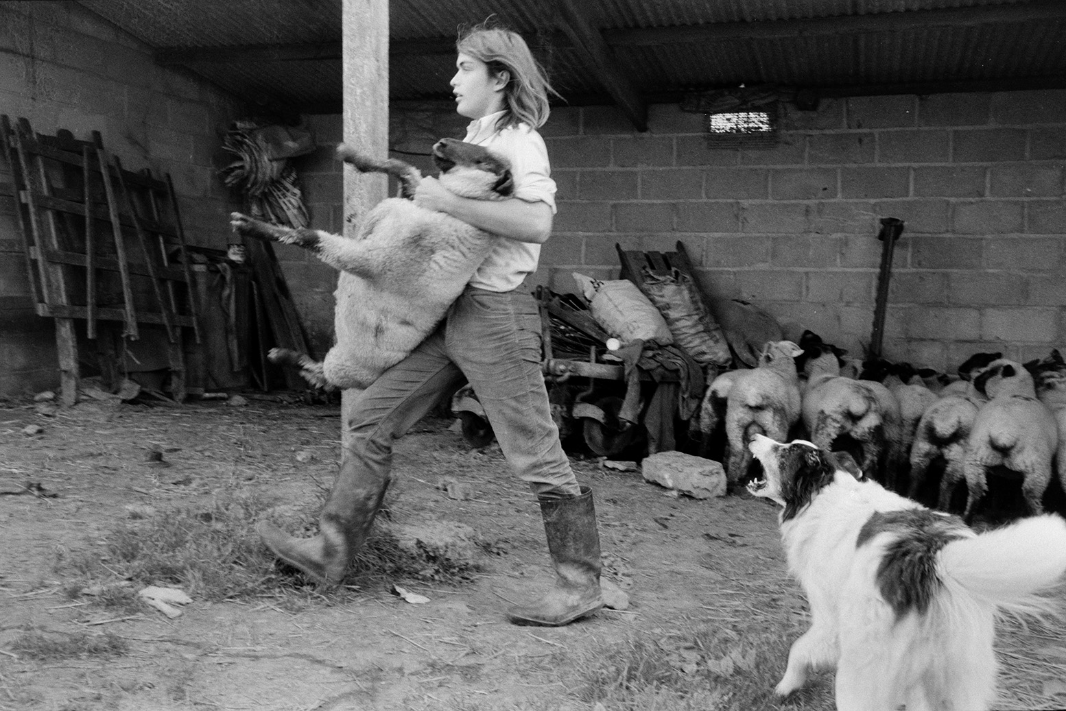 Derek Bright carrying a sheep to be docked, by having grass and matted wool removed from its bottom, with a shearing machine in the farmyard at Mill Road Farm, Beaford. A dog is barking at him. Other sheep waiting to be docked are in the barn. The farm was also known as Jeffrys.