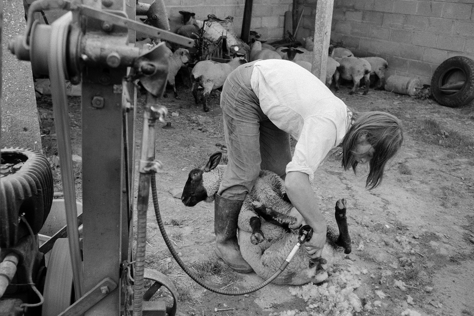 Derek Bright docking sheep by clearing grass and matted wool from their bottoms using a shearing machine, in the farmyard at Mill Road Farm, Beaford. Other sheep are waiting to be docked in the background. The farm was also known as Jeffrys.