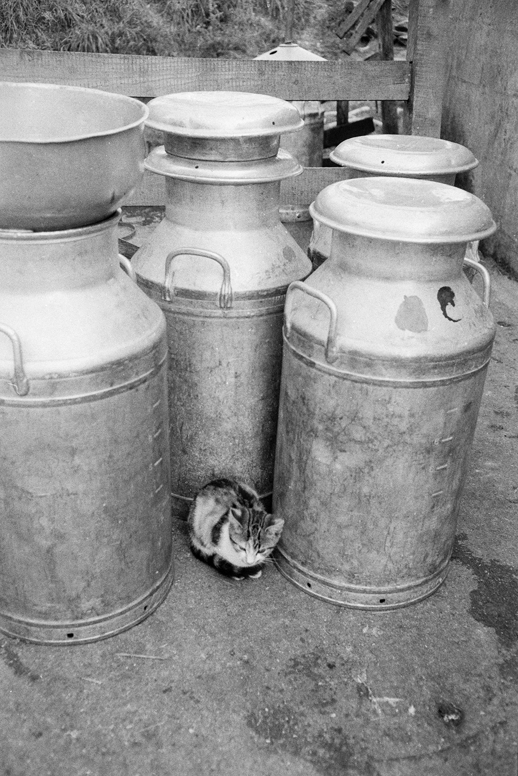 Cat sat by milk churns in a farmyard, possibly at Beaford.