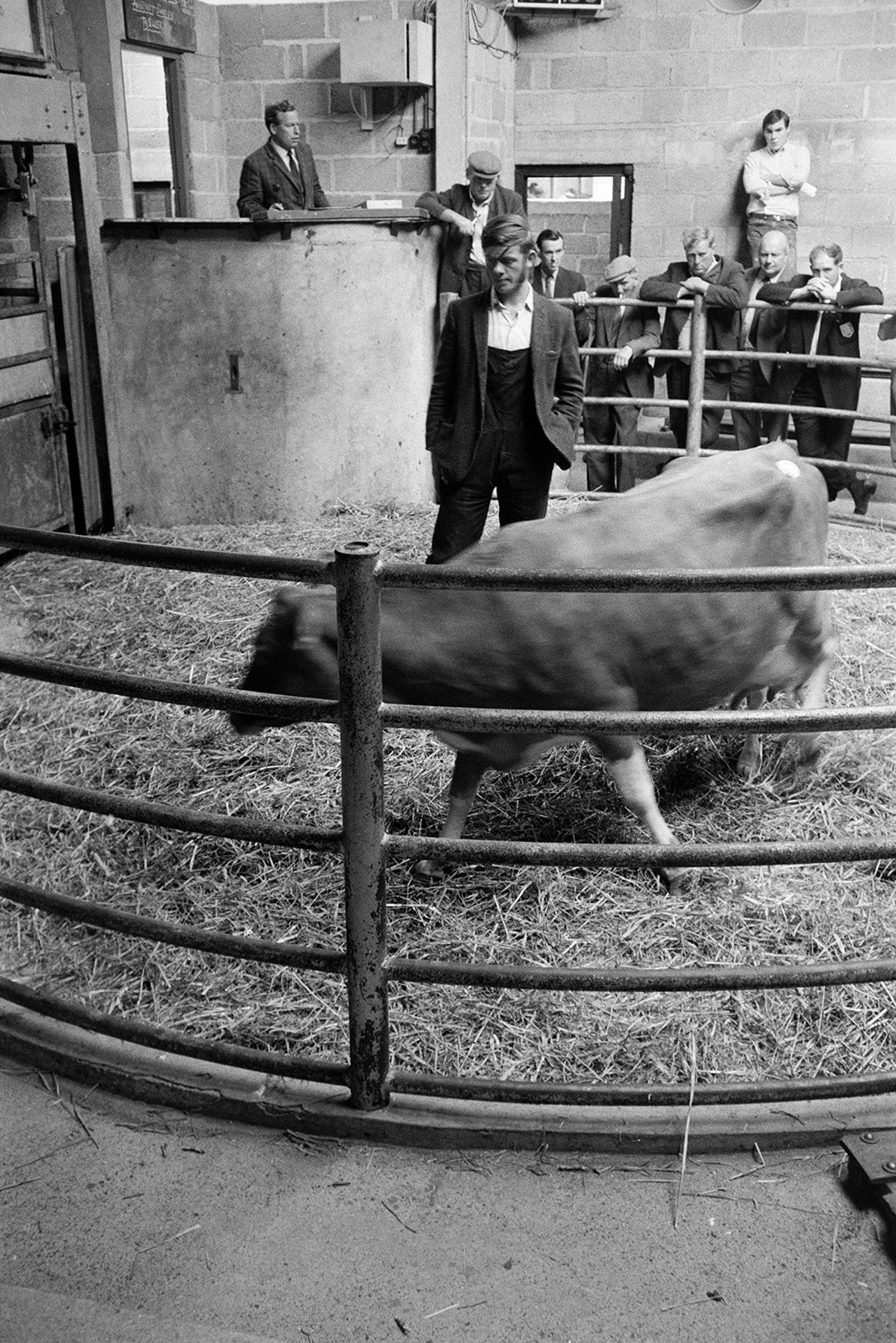 A cow being auctioned at Hatherleigh Market. Men are watching the cow being paraded in the auction ring. The auctioneer is stood in a booth by the ring.