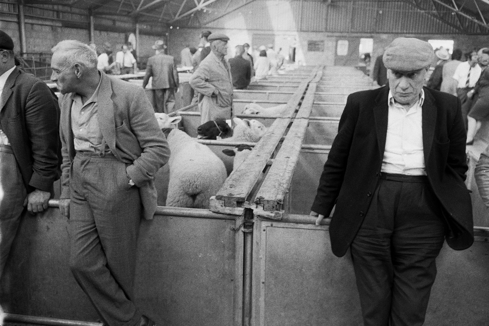 Men leaning against sheep pens at Hatherleigh Market.