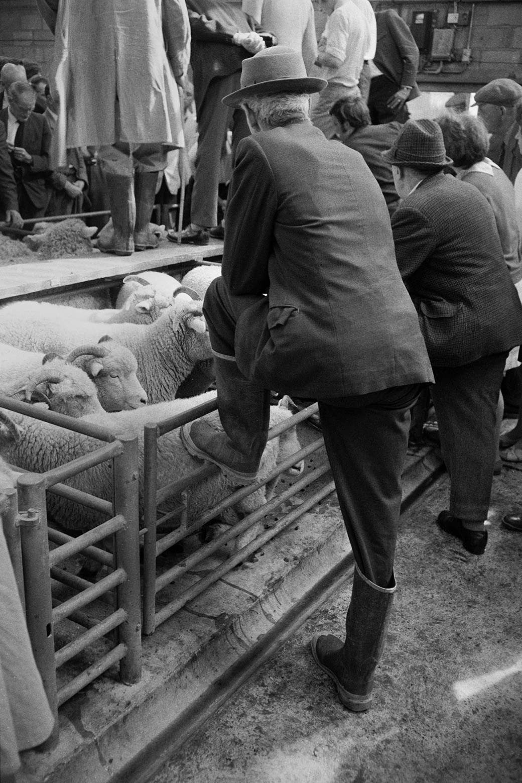 Men looking at sheep in pens at Hatherleigh Market. Some men, possibly auctioneers, are stood on boards above the pens.