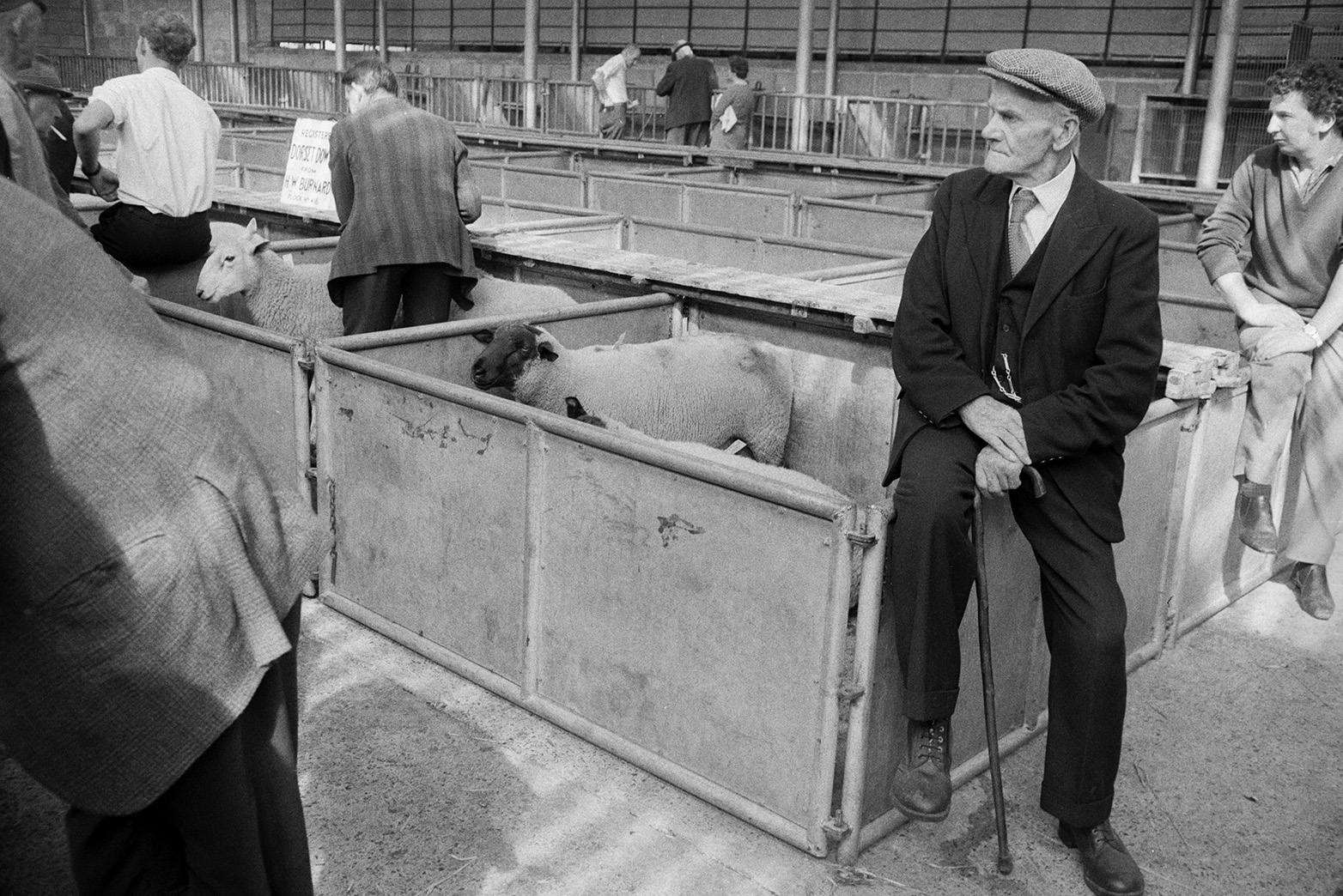 Men leaning on sheep pens at Hatherleigh Market. A man is the foreground is holding a walking stick.