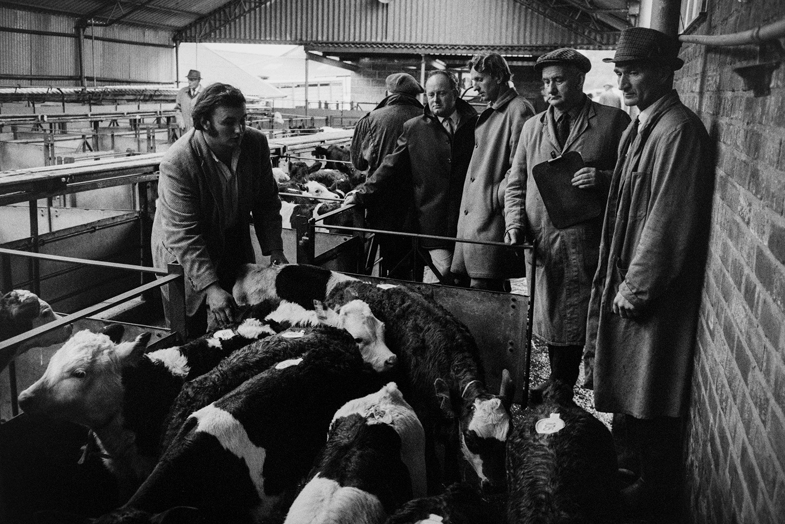 Men looking at calves in pens at Hatherleigh Market. Ivor Bourne is the third man from the right.