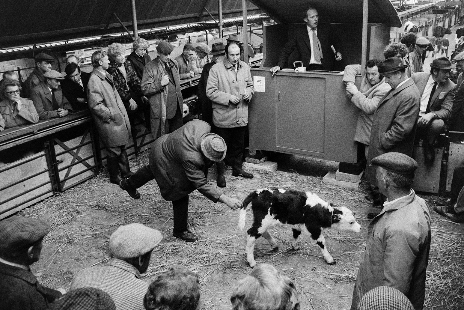 A calf being auctioned in a pen at Hatherleigh Market. Men are gathered around watching and the auctioneer is stood in a booth by the pen. The calf sold for £32.