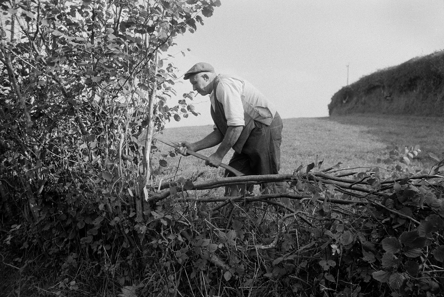 Tom Hooper laying a hedge in a field at Beaford. He is using an axe to cut the branches. He is also smoking a cigarette.
