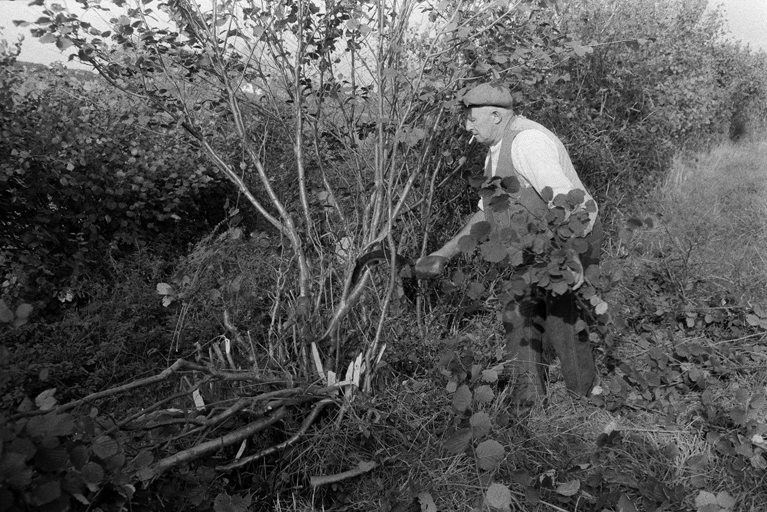 Tom Hooper laying a hedge in a field at Beaford. He is using a bill hook to cut the branches. He is also smoking a cigarette.