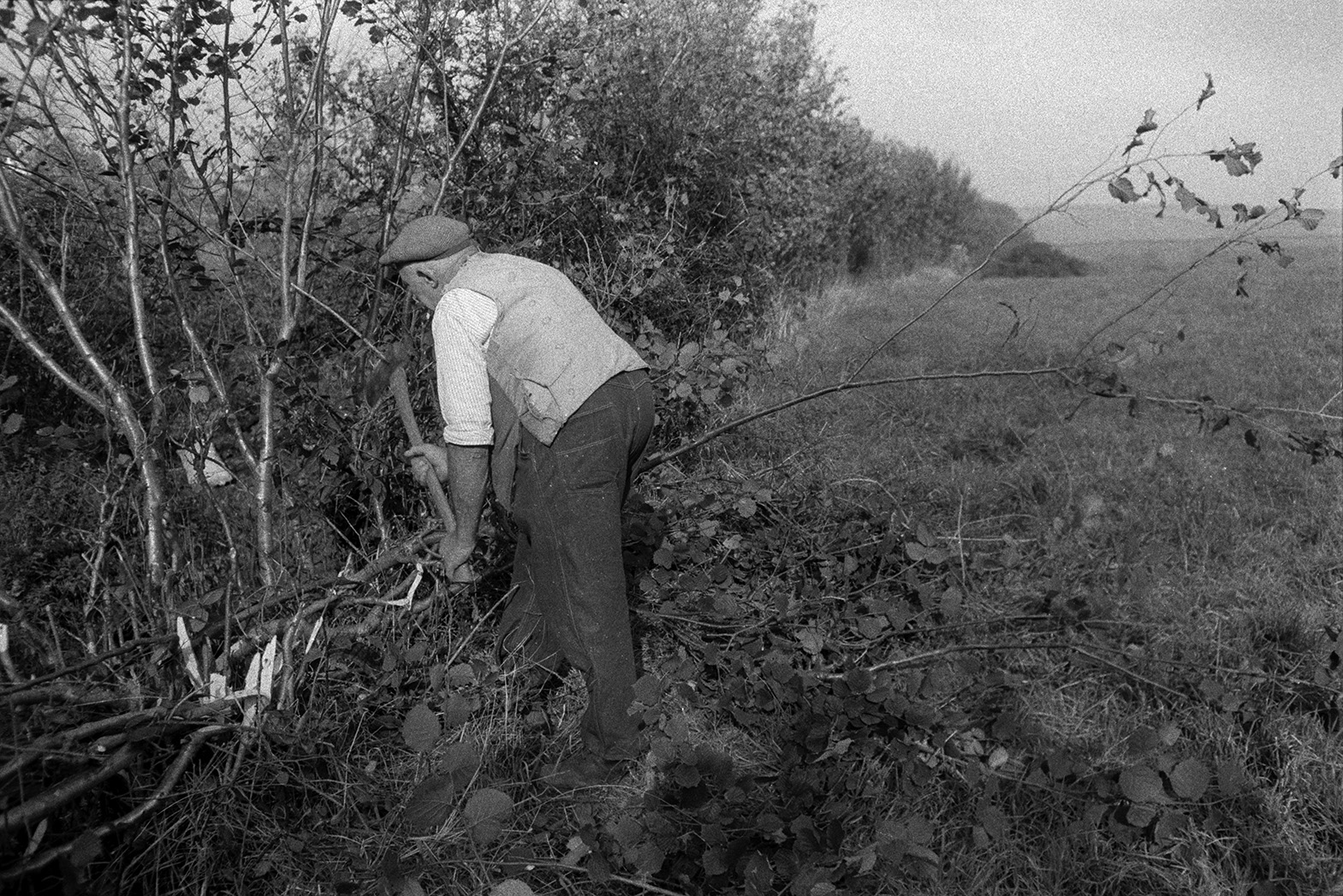 Tom Hooper laying a hedge in a field at Beaford. He is using an axe to cut the branches.
