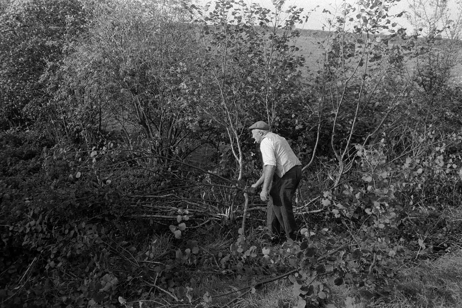 Tom Hooper laying a hedge in a field at Beaford. He is using a bill hook to cut the branches. He is also smoking a cigarette.