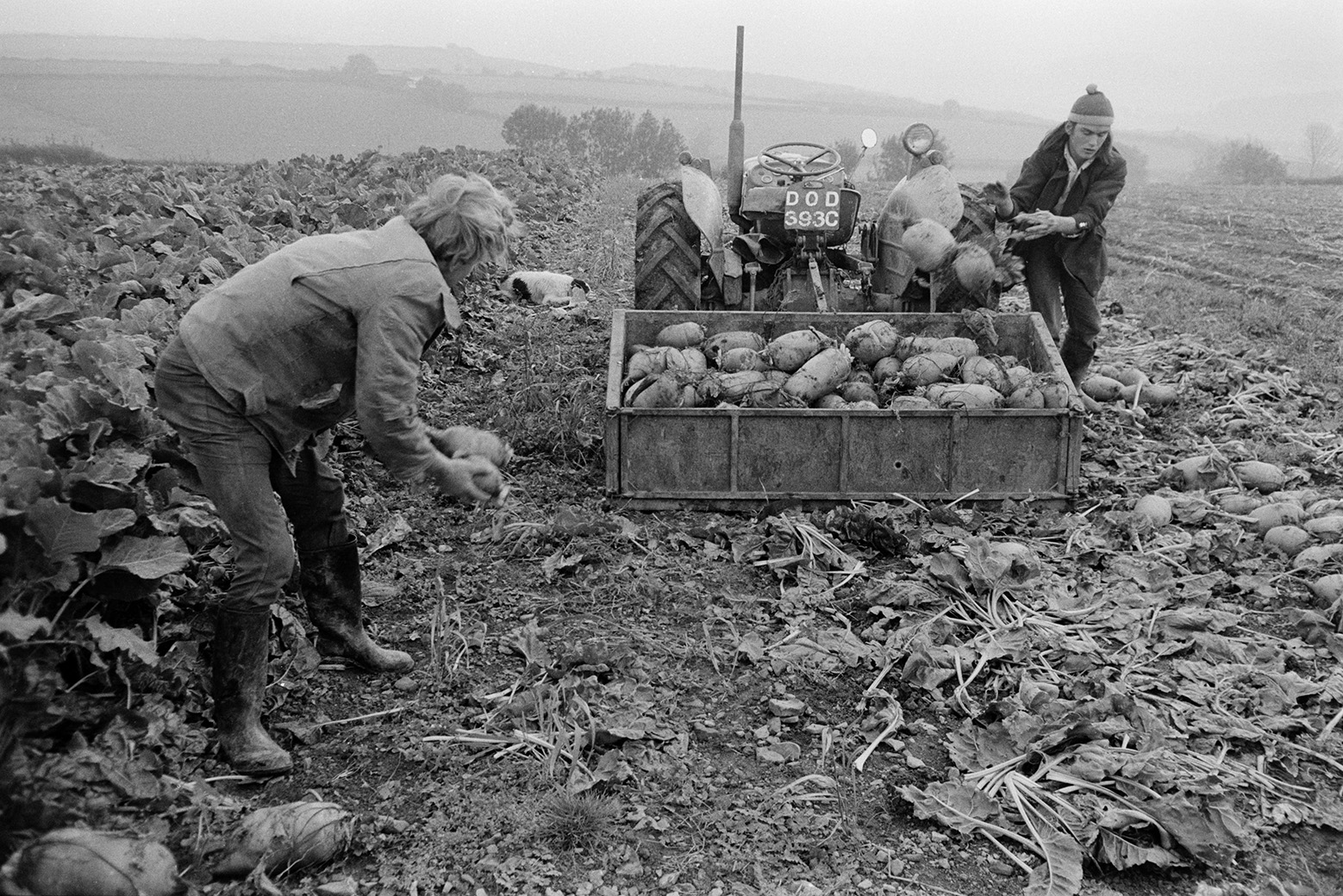 Derek Bright helping Ivor Bourne harvest a crop of mangel wurzels by hand in a field at Mill Road Farm, Beaford. They are loading them into a link box. The farm was also known as Jeffrys.