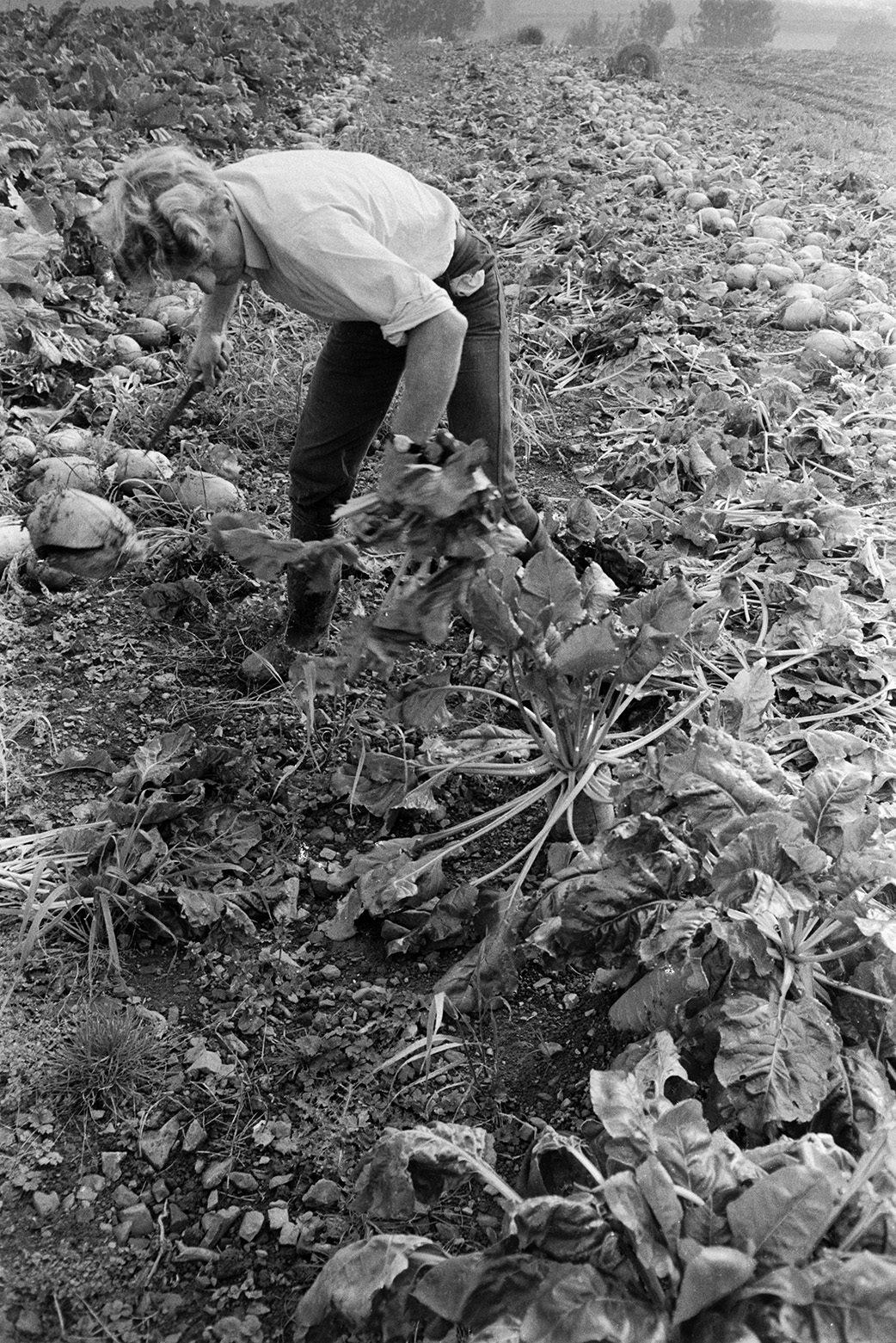 Ivor Bourne harvesting a crop of mangel wurzels by hand in a field at Mill Road Farm, Beaford. He is using a knife. The farm was also known as Jeffrys.